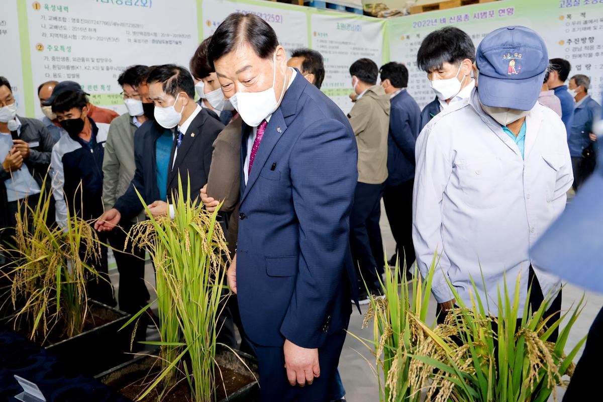 벼 품종 시범포 평가 및 수확 연시회
