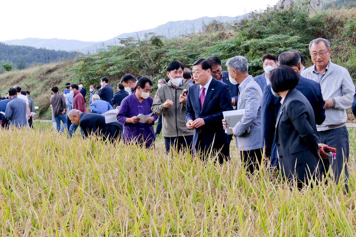 벼 품종 시범포 평가 및 수확 연시회