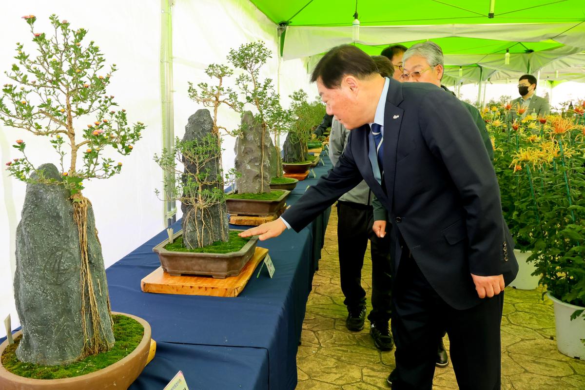 국화분재 전시회 관람