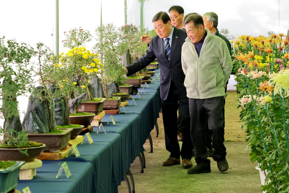 국화분재 전시회 관람