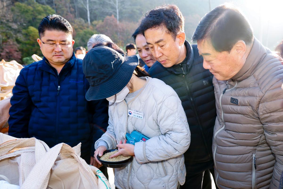 공공비축미곡 초매식