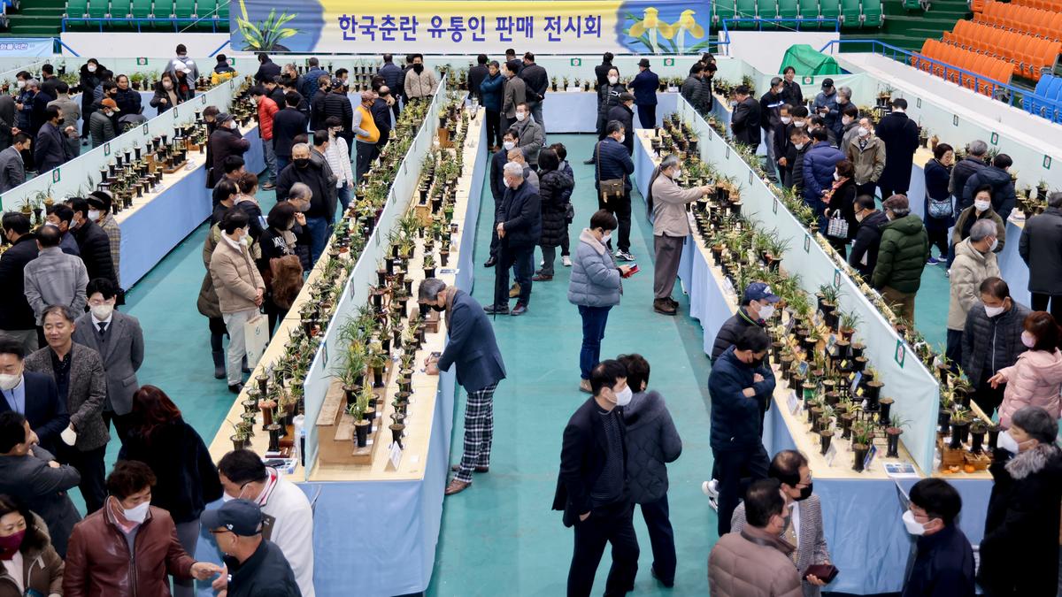 제4회 한국춘란 무명품(미등록품) 전국대회