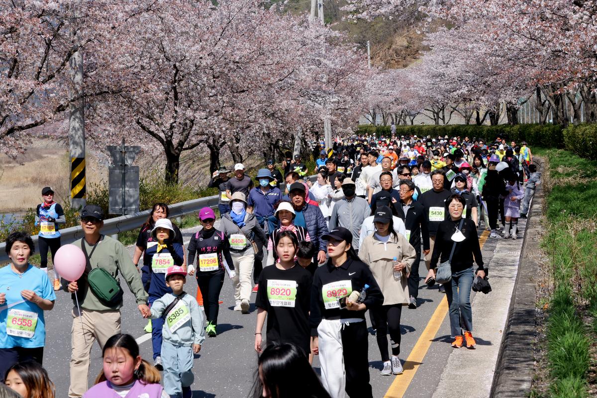 제22회 합천벚꽃마라톤 대회