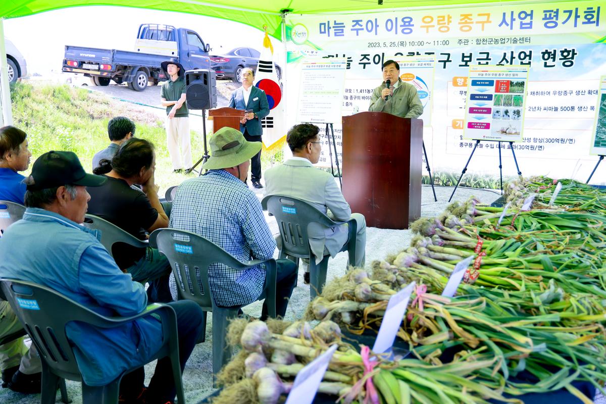 마늘 주아 이용 우량 종구보급사업 현장 평가회