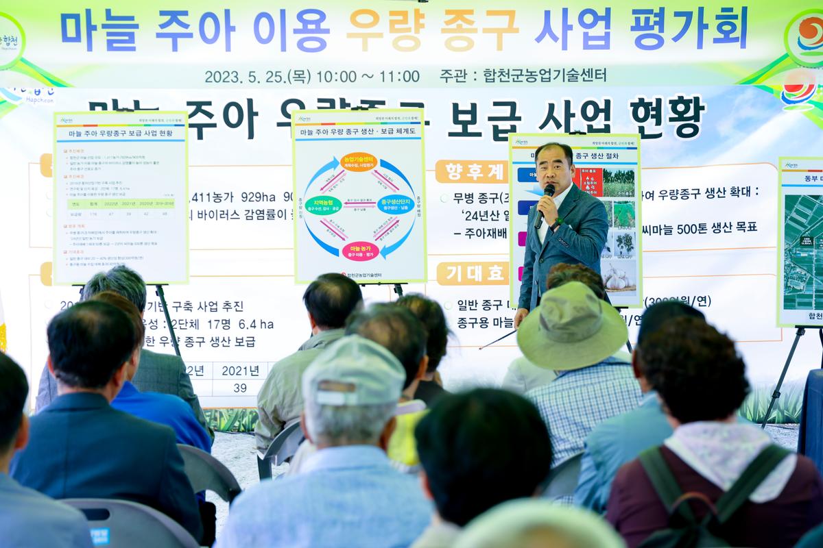 마늘 주아 이용 우량 종구보급사업 현장 평가회