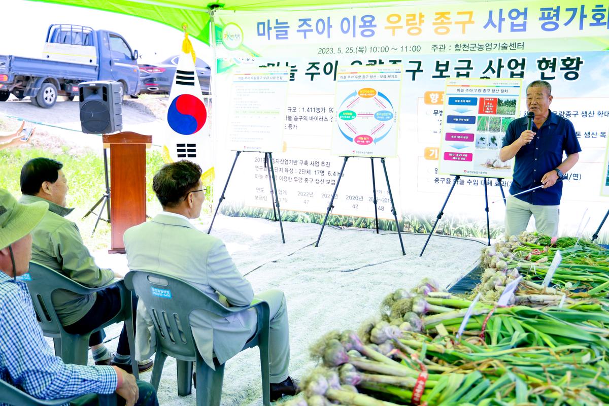 마늘 주아 이용 우량 종구보급사업 현장 평가회
