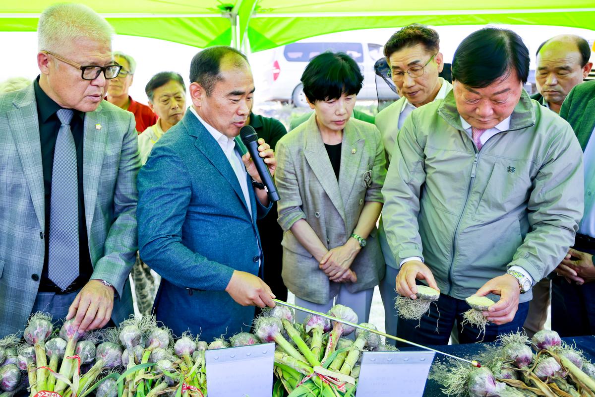 마늘 주아 이용 우량 종구보급사업 현장 평가회