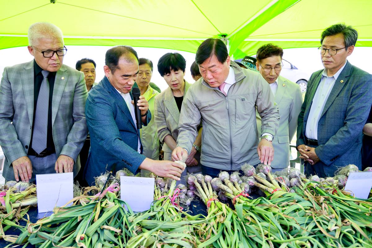 마늘 주아 이용 우량 종구보급사업 현장 평가회