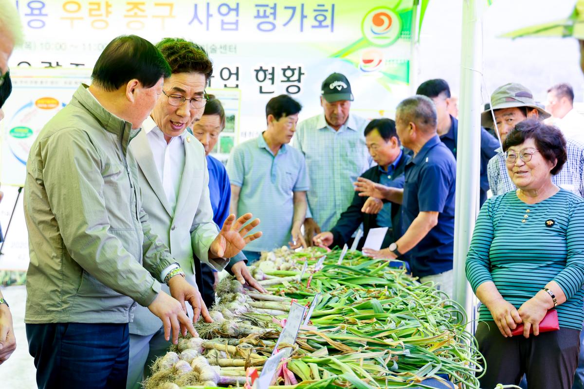 마늘 주아 이용 우량 종구보급사업 현장 평가회