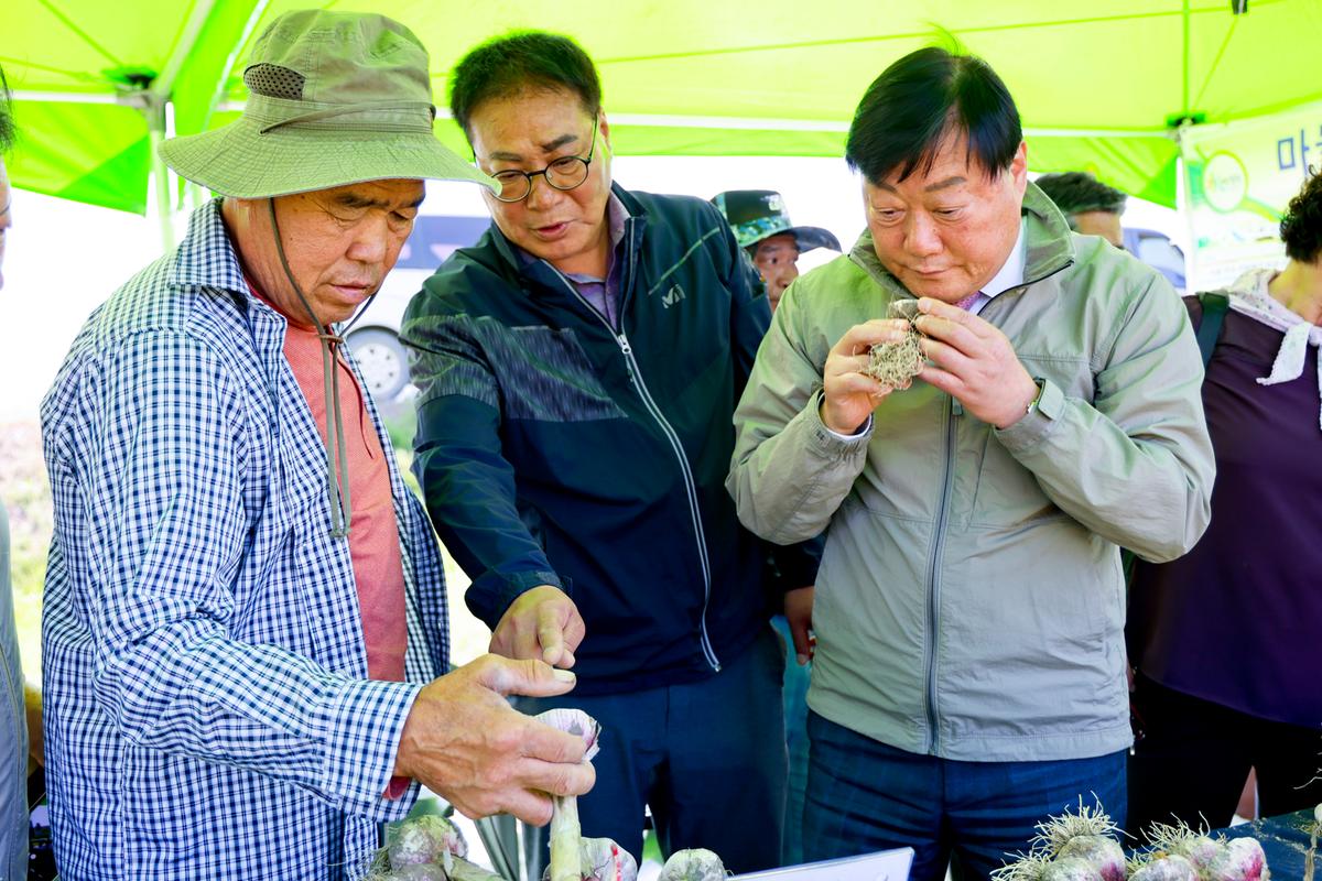 마늘 주아 이용 우량 종구보급사업 현장 평가회
