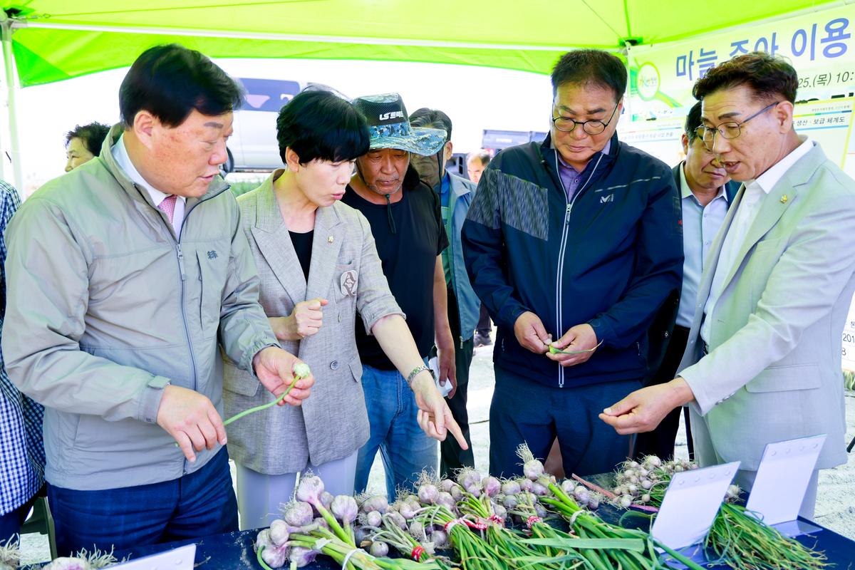 마늘 주아 이용 우량 종구보급사업 현장 평가회
