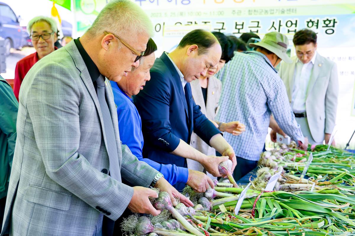 마늘 주아 이용 우량 종구보급사업 현장 평가회