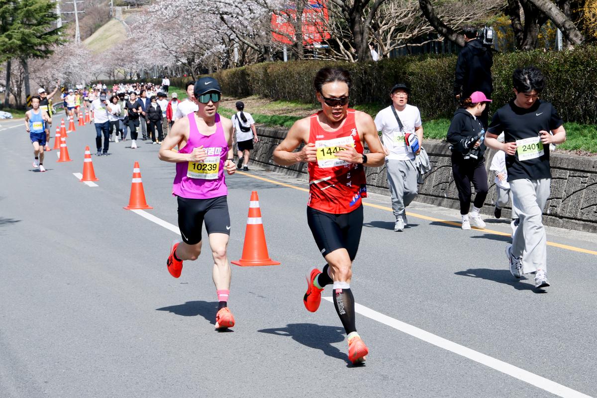 제23회 합천 벚꽃마라톤대회1
