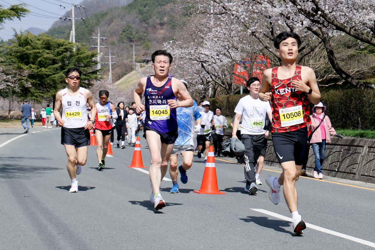 제23회 합천 벚꽃마라톤대회1