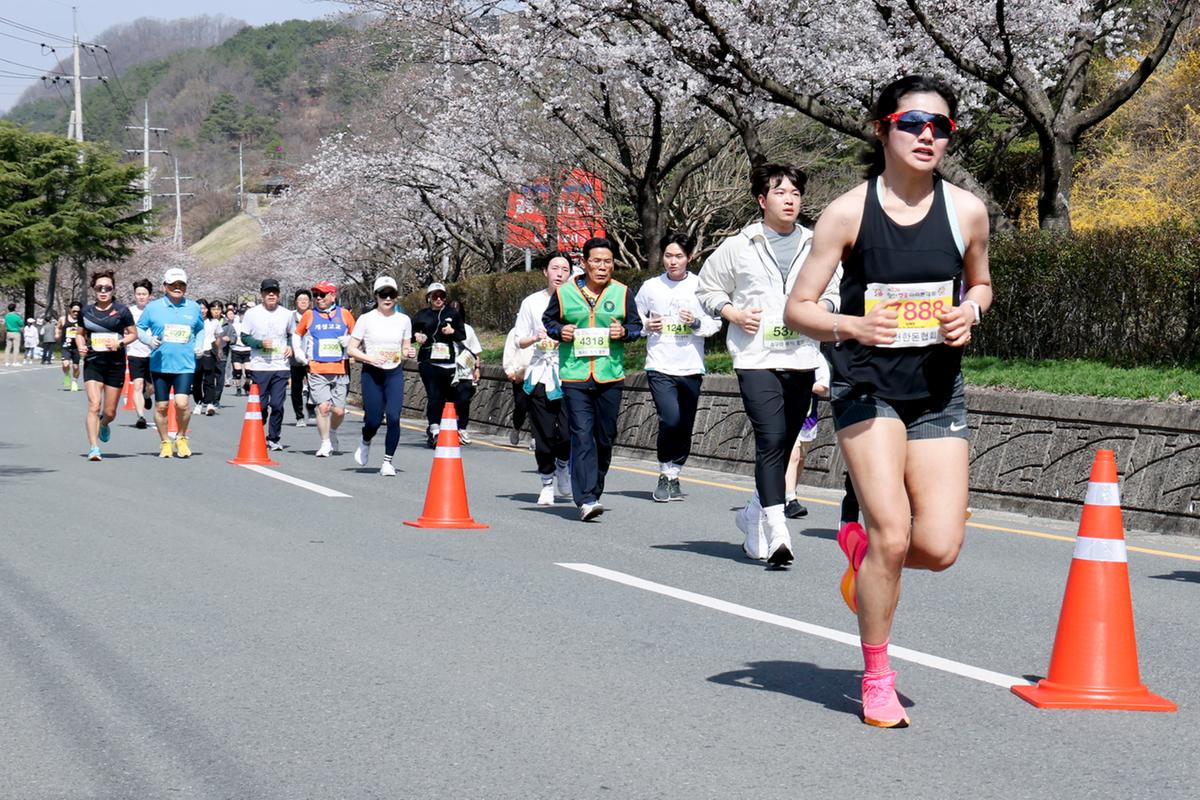 제23회 합천 벚꽃마라톤대회1