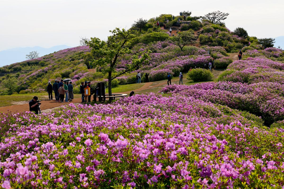 제28회 황매산 철쭉제 철쭉제례