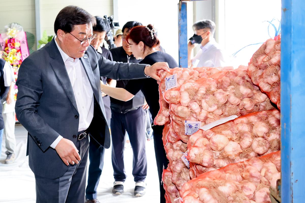 마늘 이동경매 초매식