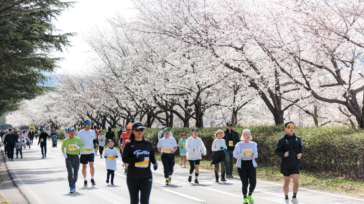 제24회 합천벚꽃마라톤대회