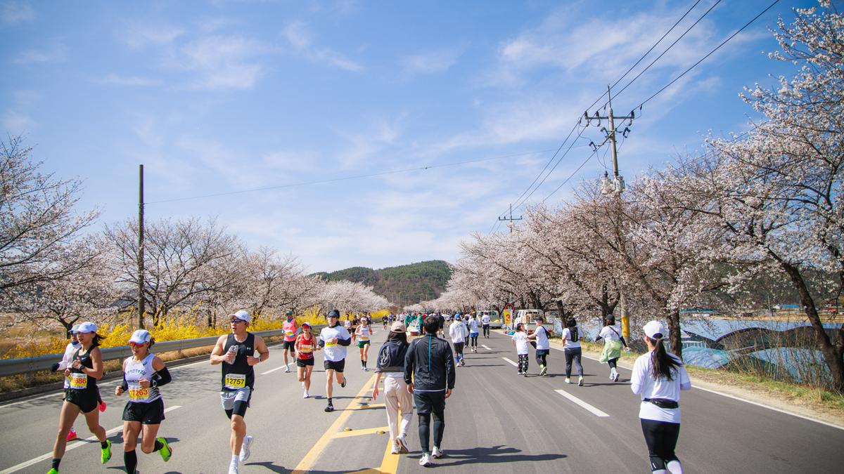 제24회 합천벚꽃마라톤대회