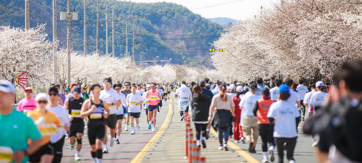 제24회 합천벚꽃마라톤대회