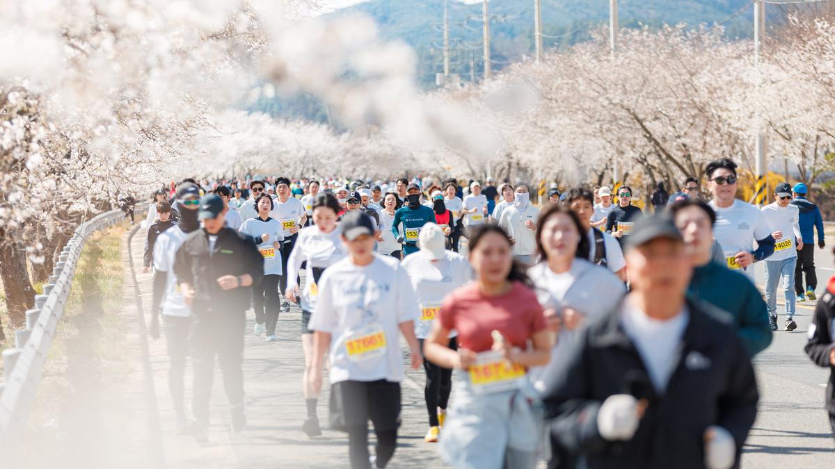 제24회 합천벚꽃마라톤대회