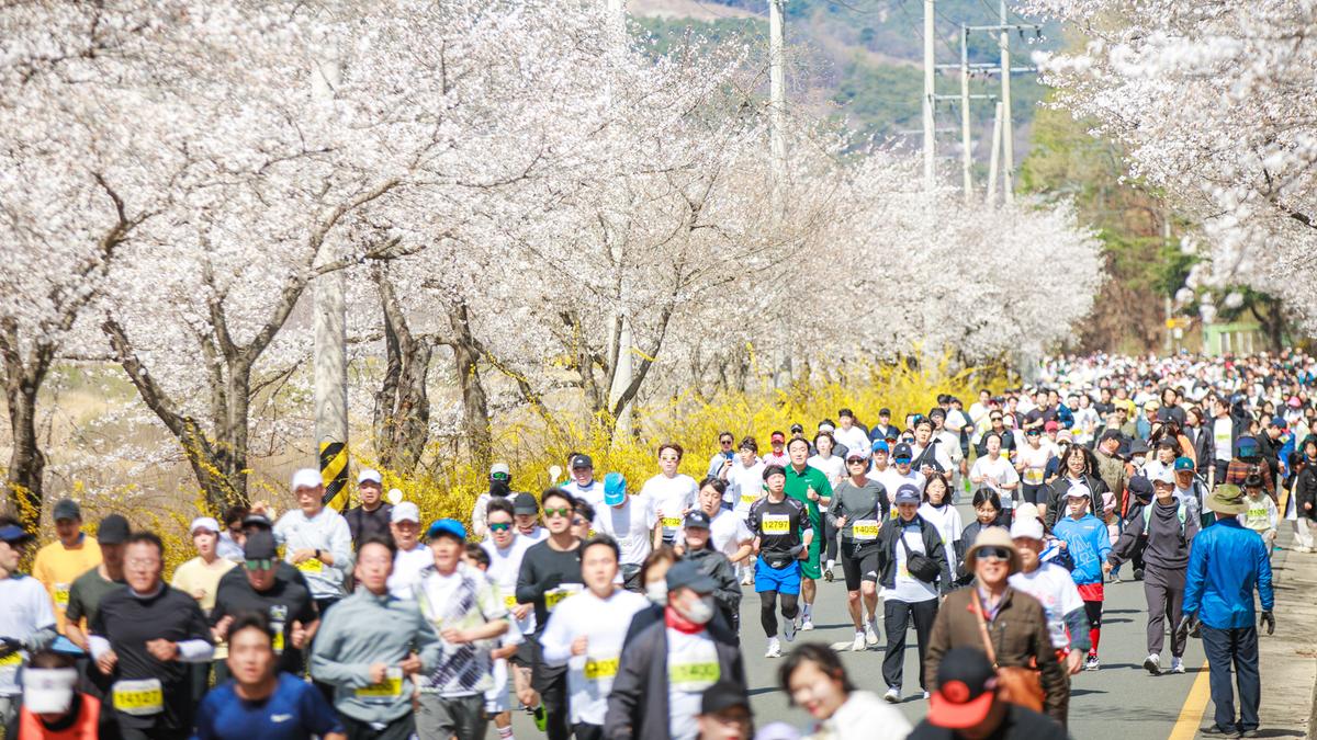 제24회 합천벚꽃마라톤대회