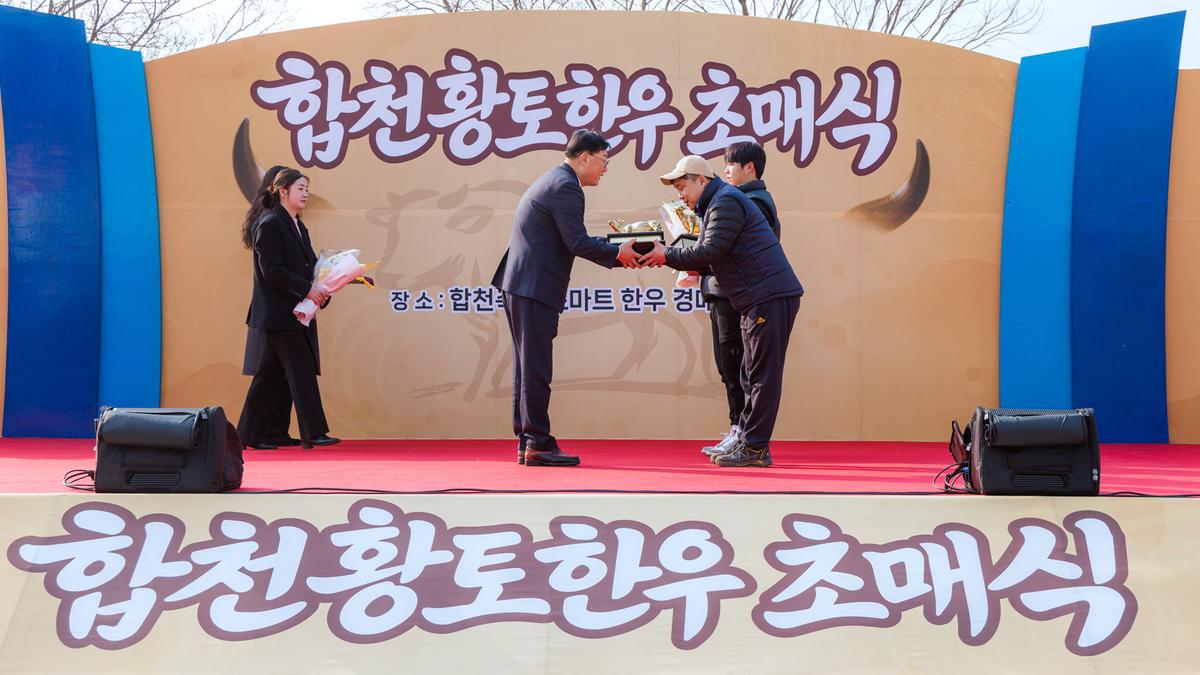 합천향토한우 초매식