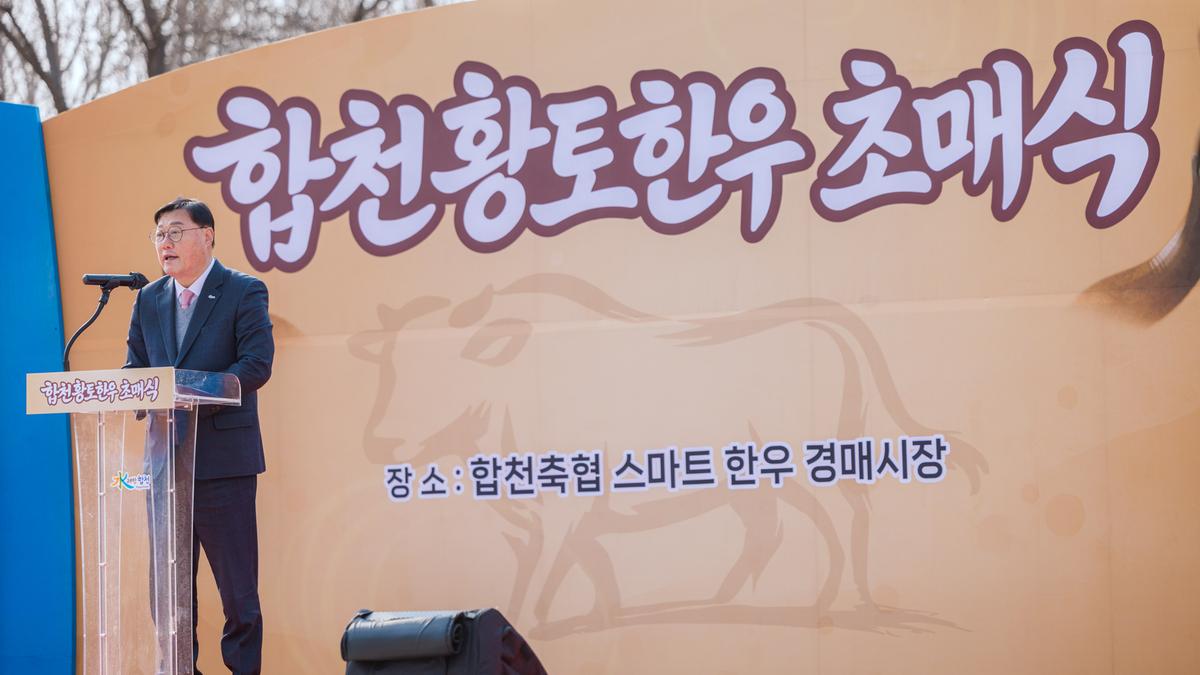 합천향토한우 초매식