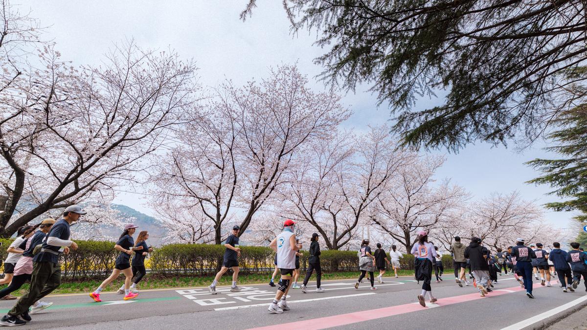 제25회 합천 벚꽃마라톤대회