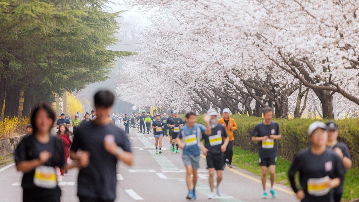제25회 합천 벚꽃마라톤대회