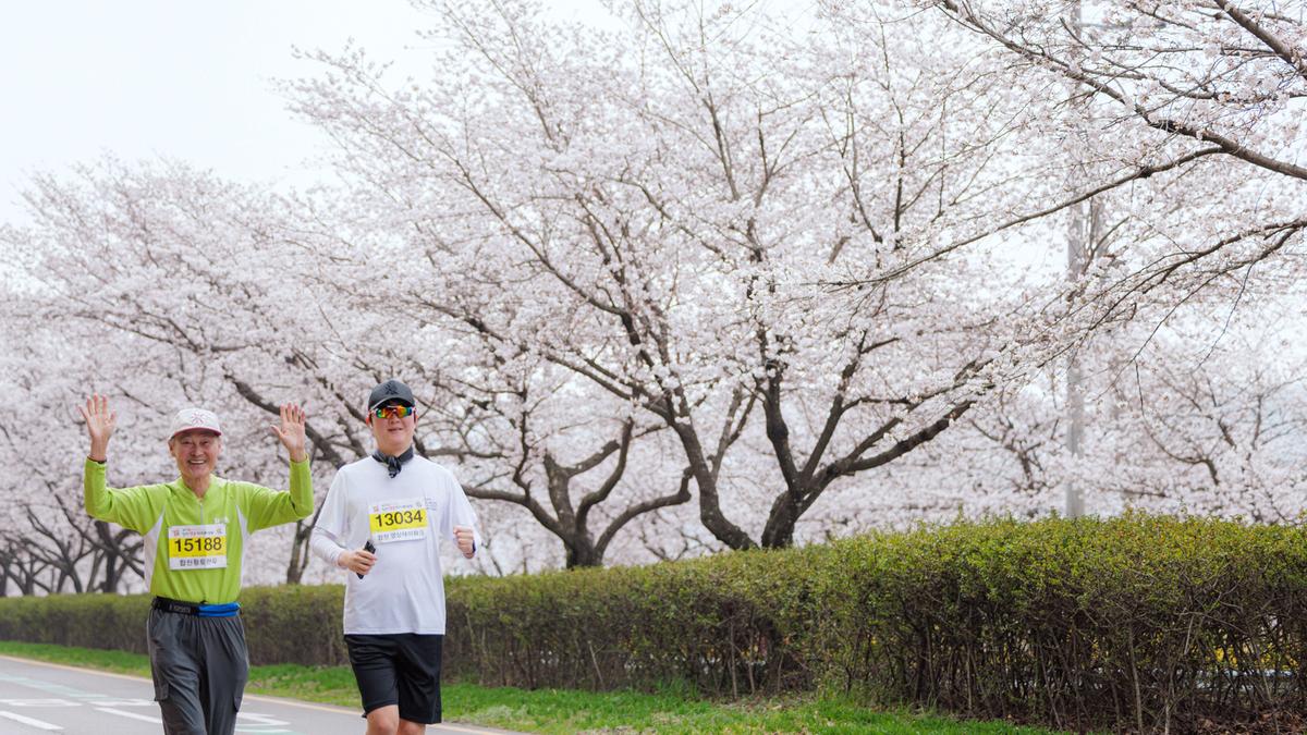 제25회 합천 벚꽃마라톤대회