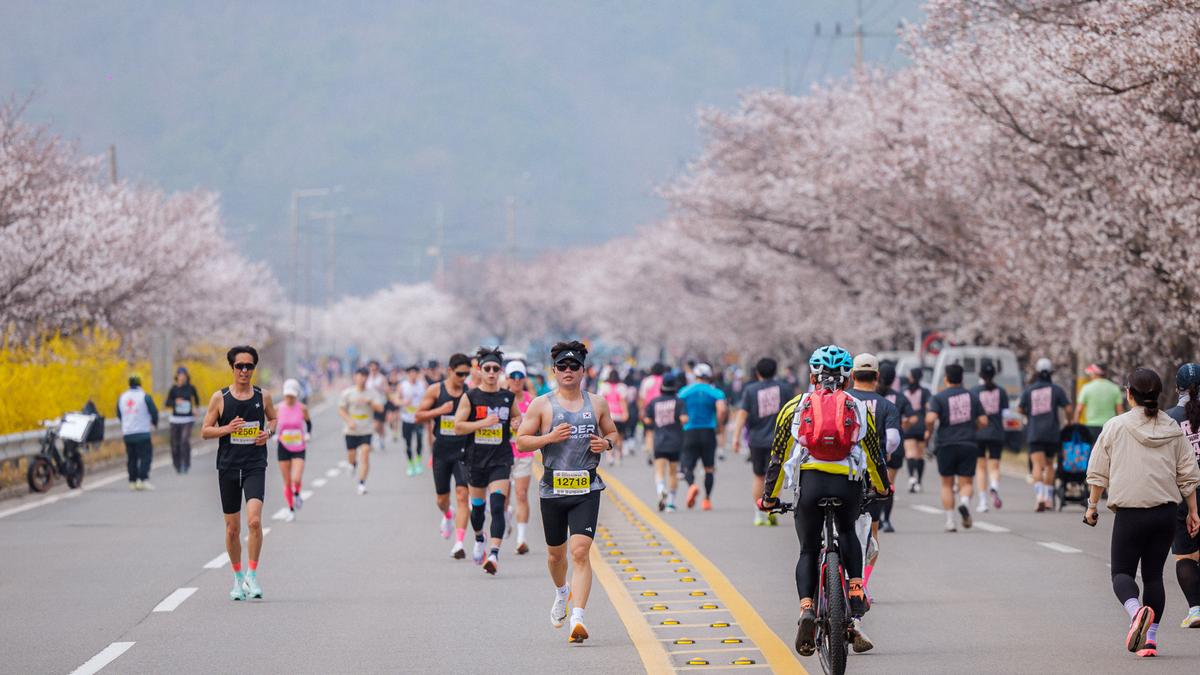 제25회 합천 벚꽃마라톤대회