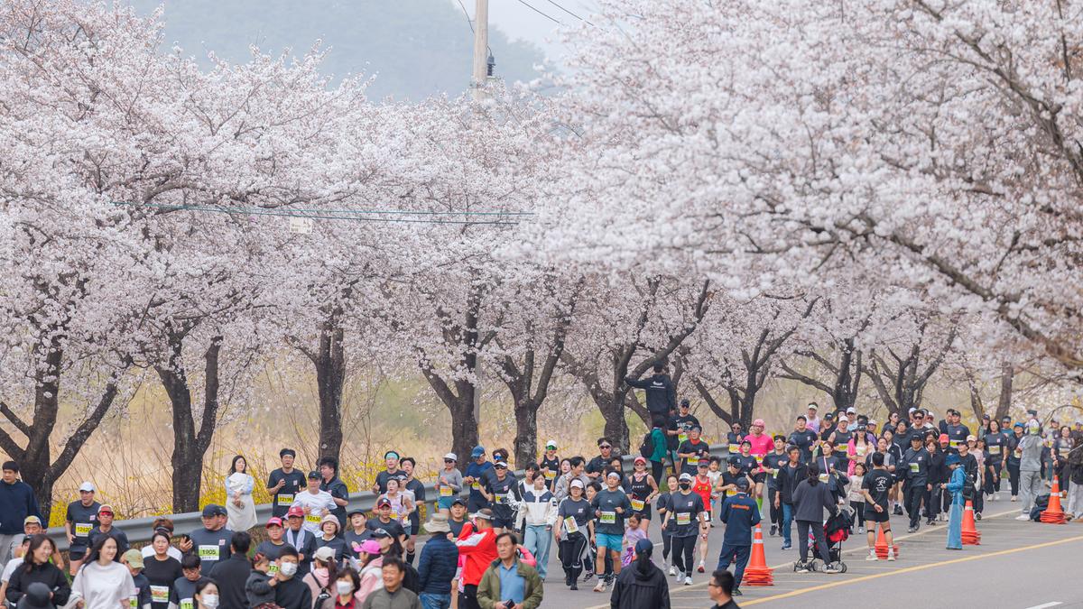 제25회 합천 벚꽃마라톤대회