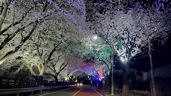 봉산 벚꽃음악회