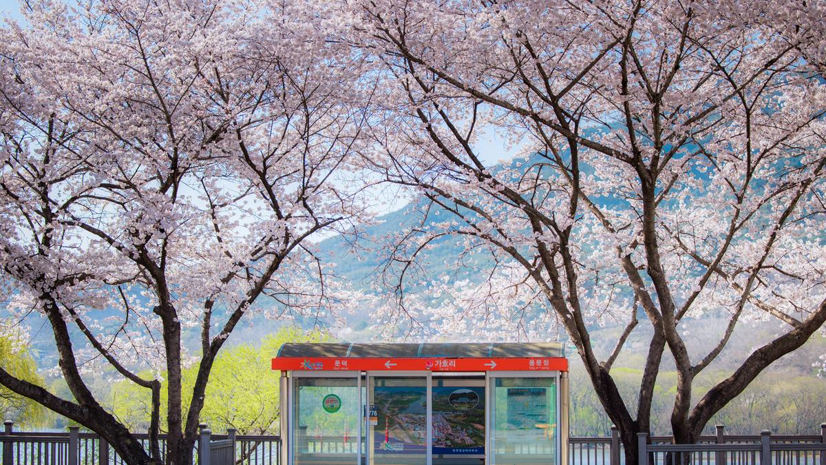 합천군 벚꽃