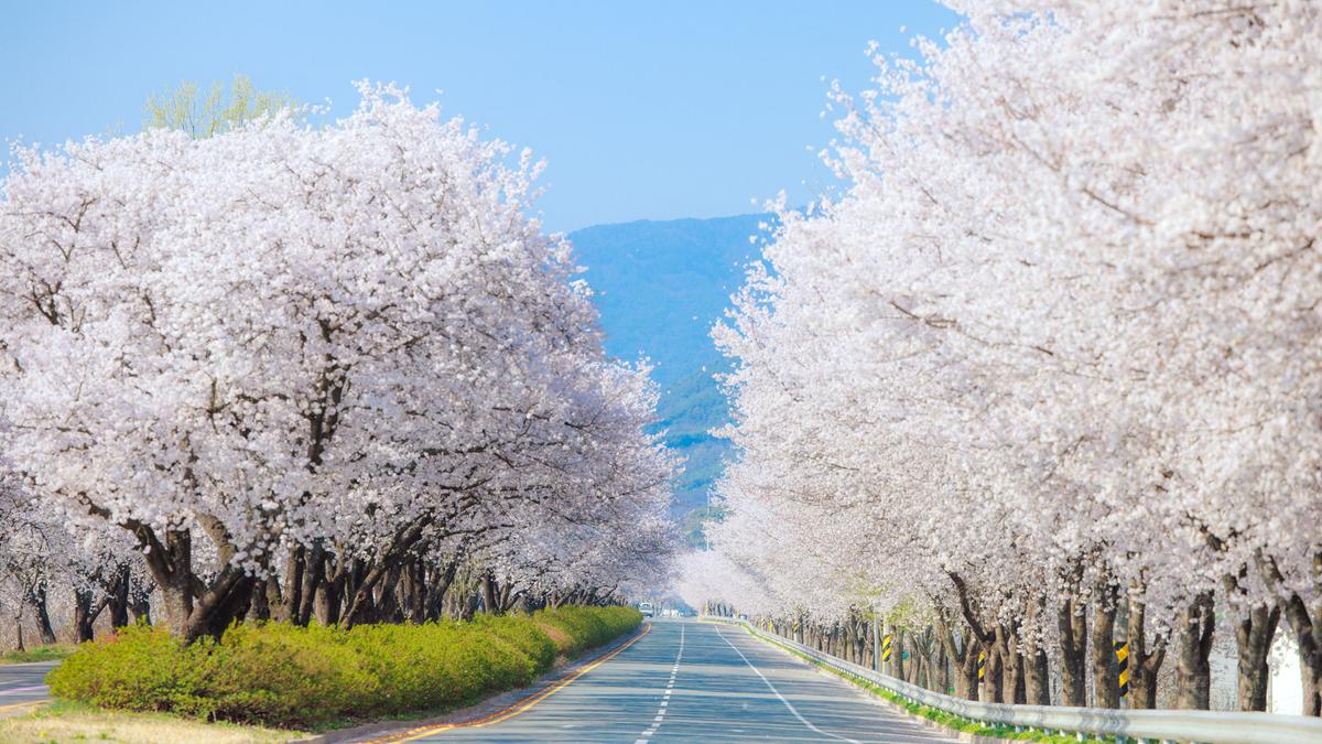 합천군 벚꽃