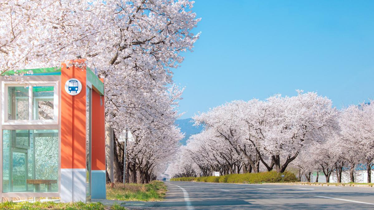 합천군 벚꽃