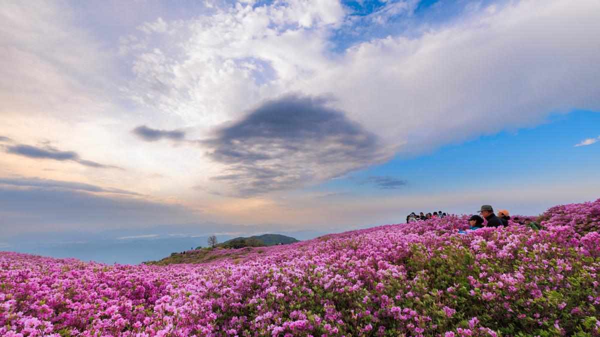 황매산 철쭉 스케치