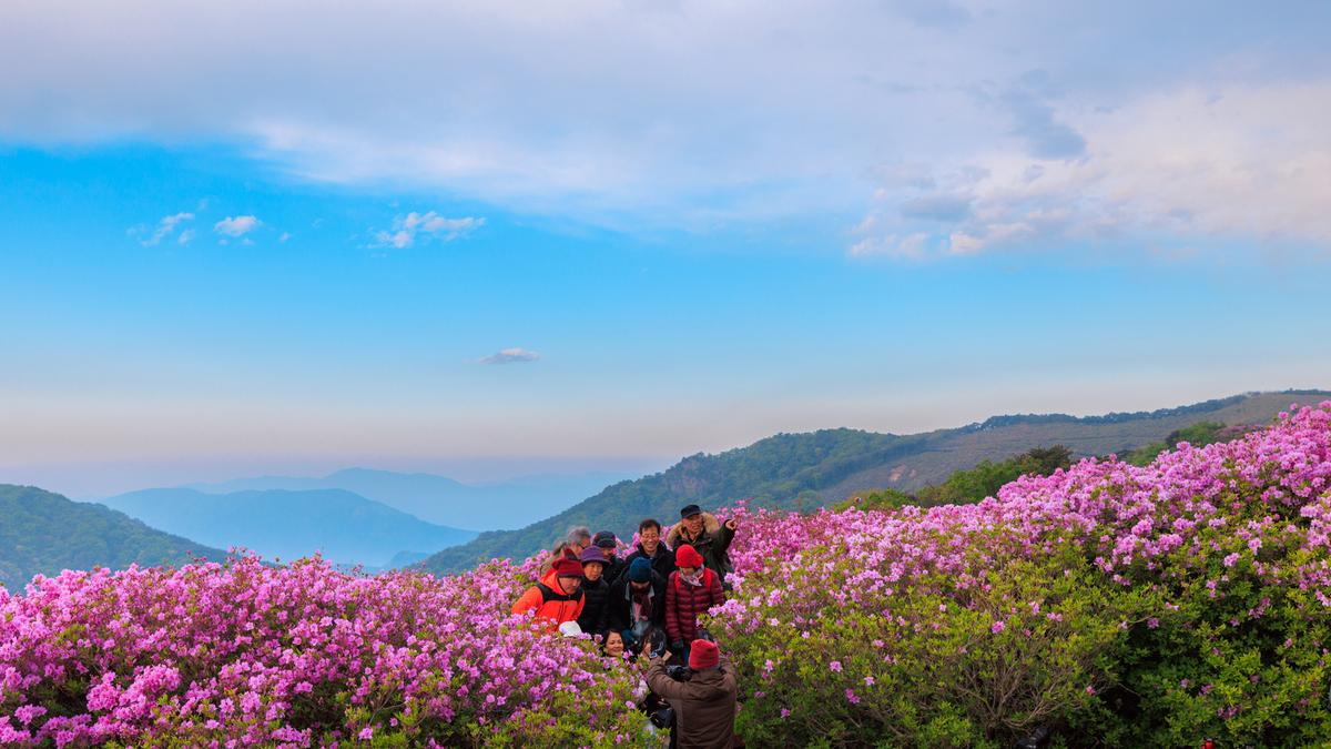 황매산 철쭉 스케치