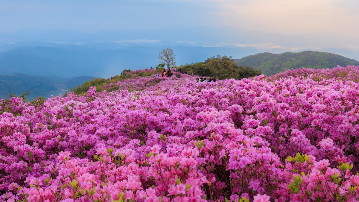 황매산 철쭉 스케치