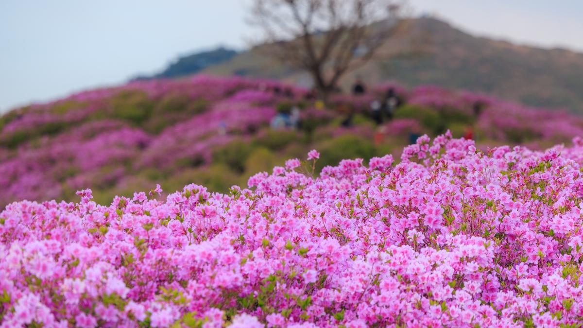 황매산 철쭉 스케치