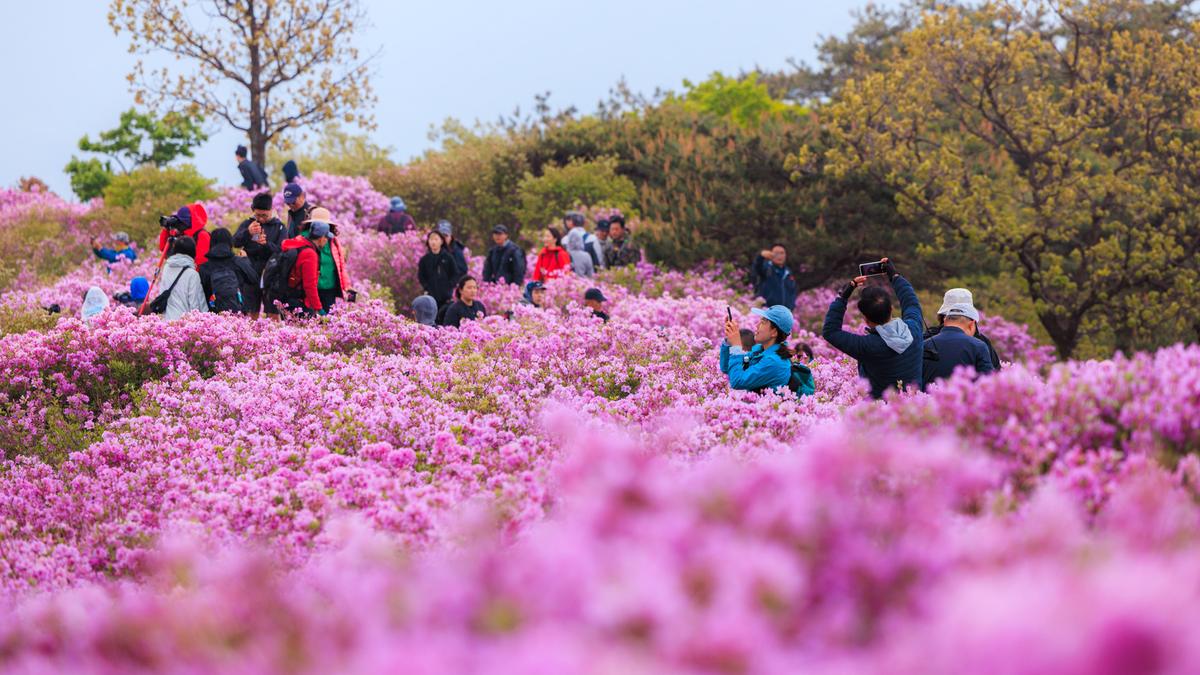 황매산 철쭉 스케치