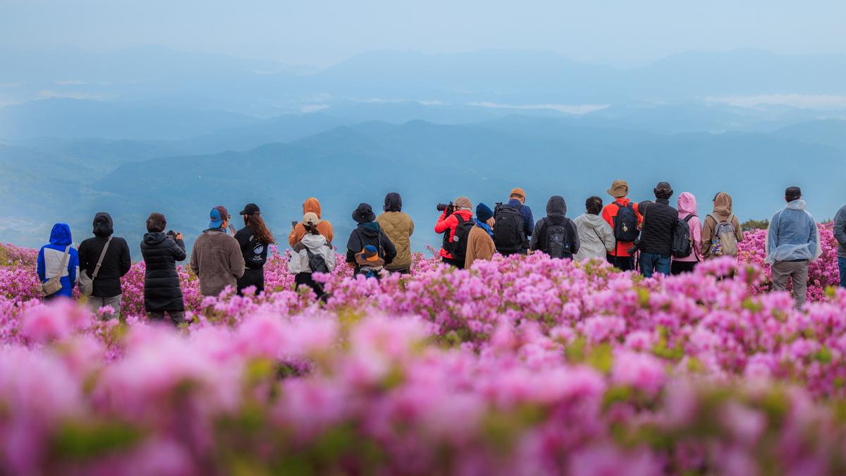 황매산 철쭉 스케치