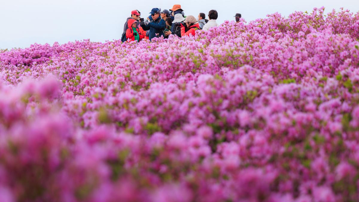 황매산 철쭉 스케치