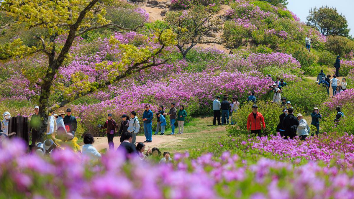 황매산 철쭉 스케치