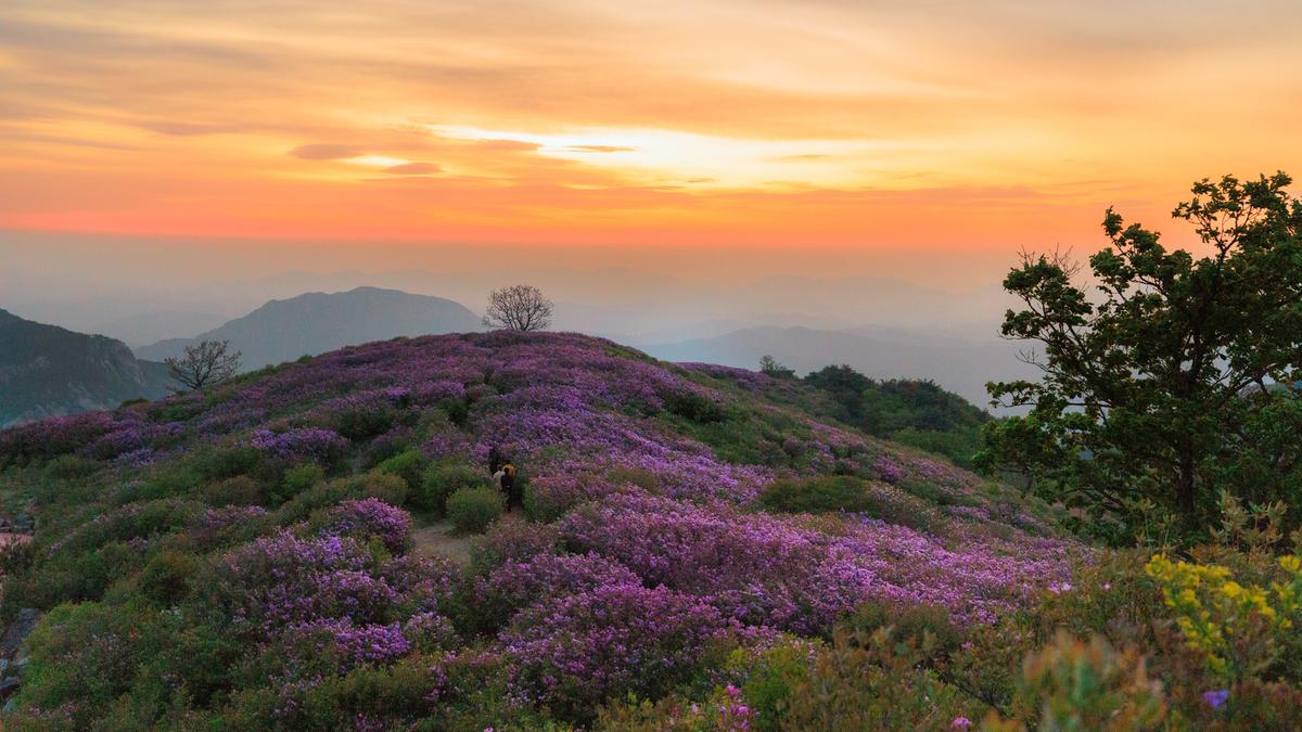 황매산 철쭉 스케치