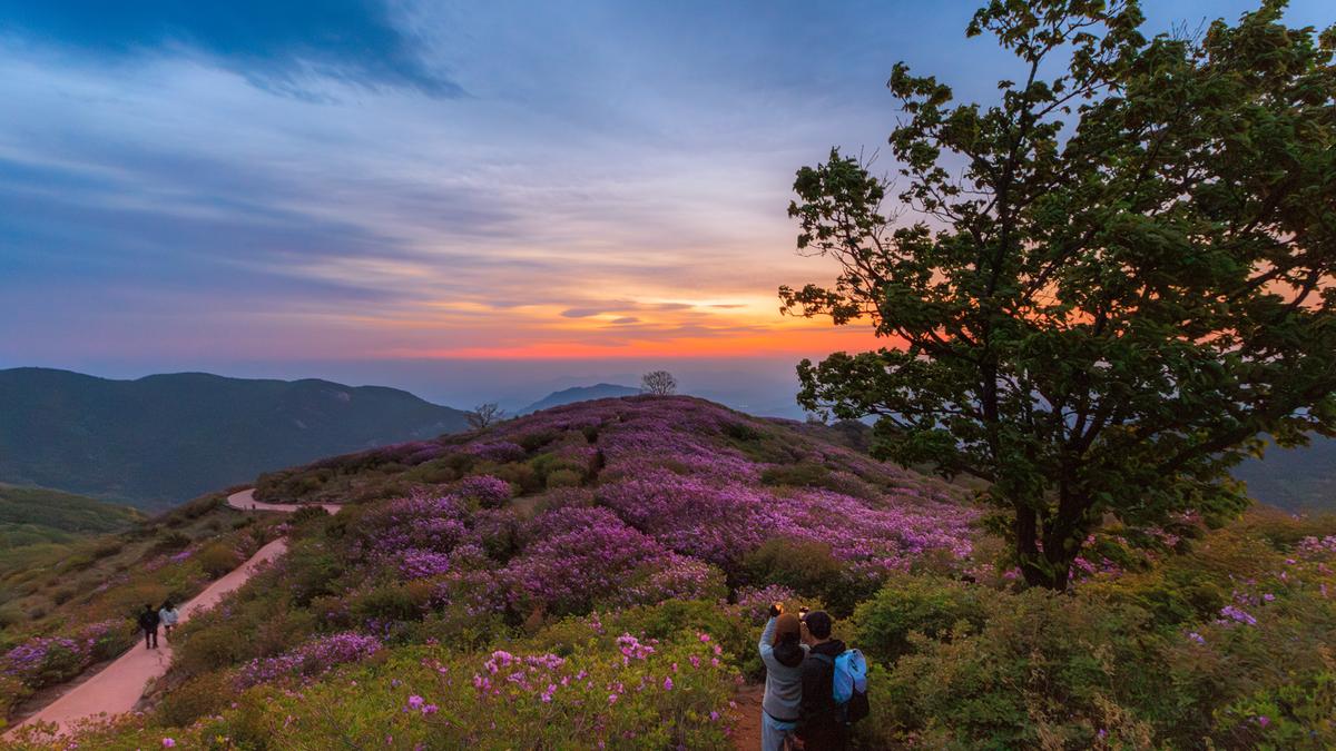 황매산 철쭉 스케치