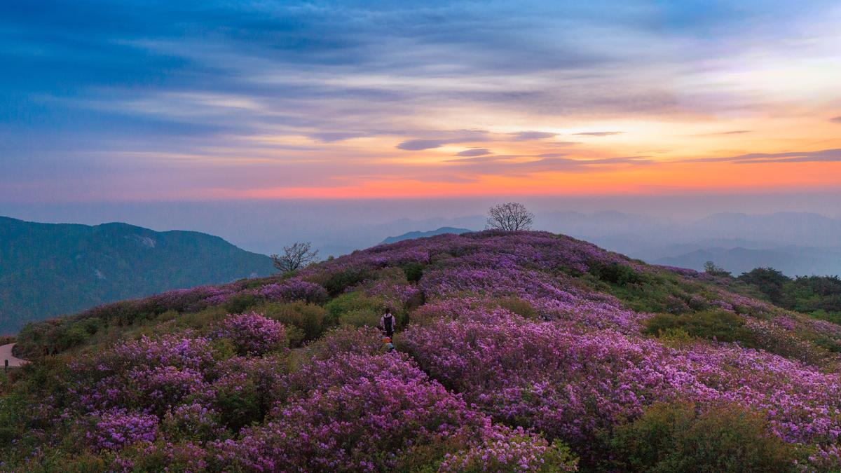 황매산 철쭉 스케치