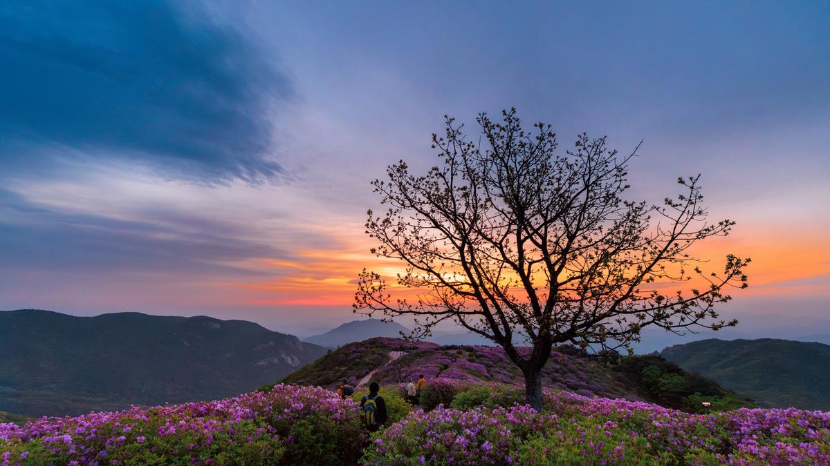 황매산 철쭉 스케치