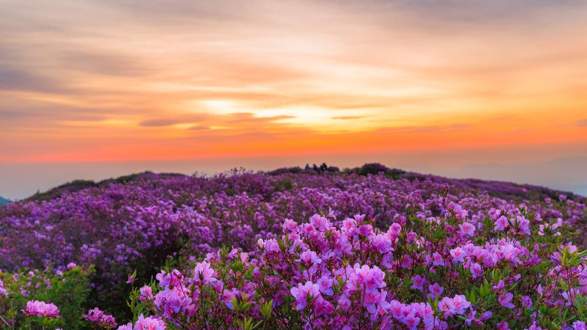 황매산 철쭉 스케치